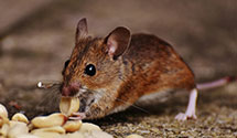 24 Hour & Emergency Exterminators in Laurinburg, NC